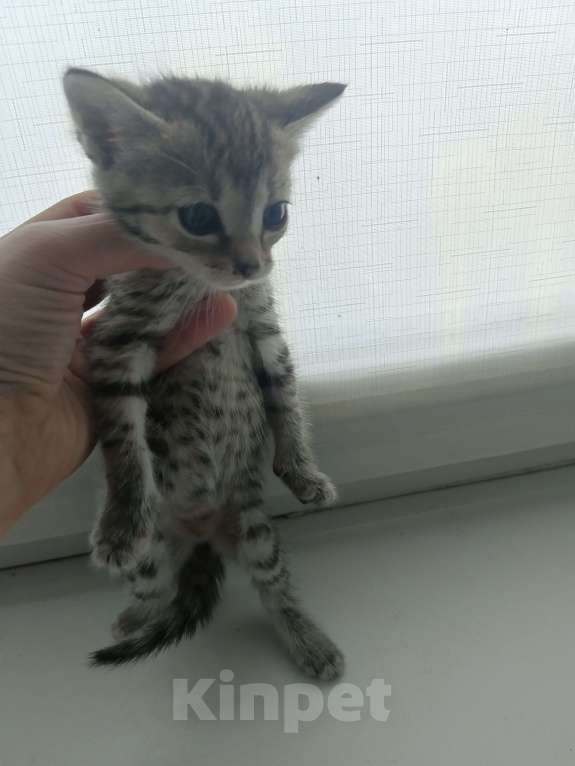 Кошки в Москве: Антистресс 2  Девочка, Бесплатно - фото 2