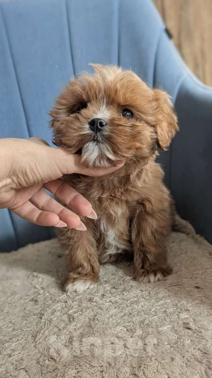 Собаки в Москве: Девочка маль6 Девочка, 75 000 руб. - фото 1