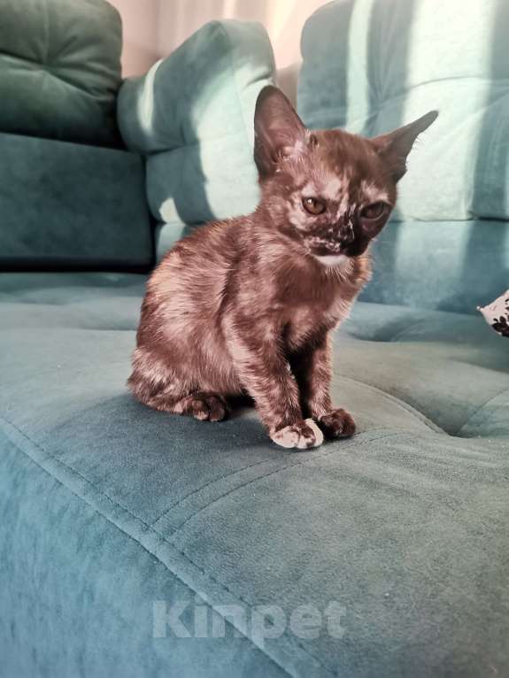 Кошки в Красноярске:    БУРМАНСКАЯ КОШЕЧКА Девочка, 35 000 руб. - фото 6