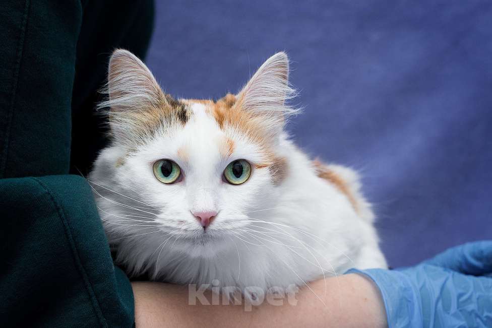 Кошки в Москве: Нерастраченная нежность томится в приюте Девочка, Бесплатно - фото 1