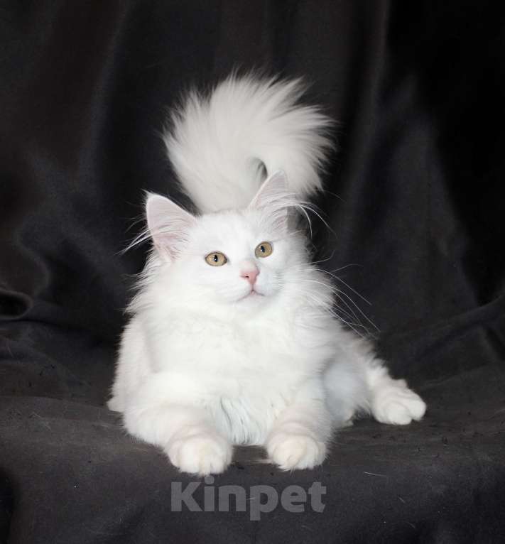 Кошки в Тюмени: Сибирский котёнок Девочка, 15 000 руб. - фото 4