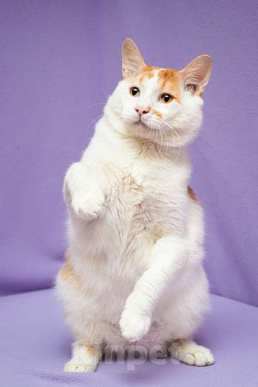 Кошки в Москве: Рыжий бобтейл Григ в дар Мальчик, 1 руб. - фото 3