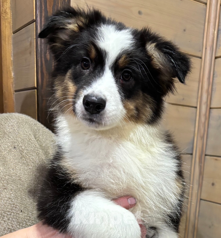 Собаки в Санкт-Петербурге: Австралийская овчарка щенок Девочка, 50 000 руб. - фото 3