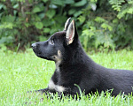 Собаки в Геленджике: Великолепный щенок немецкой овчарки Девочка, Бесплатно - фото 4