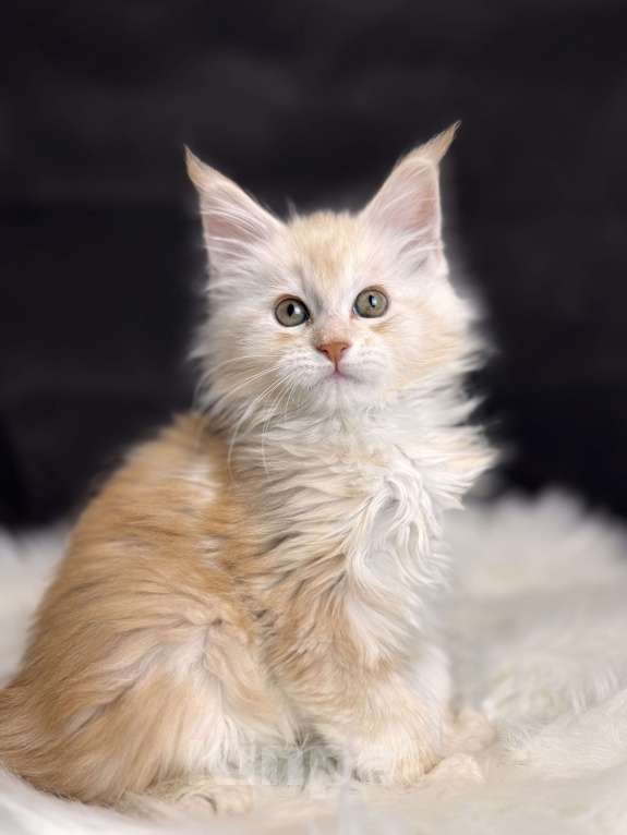 Кошки в Москве: Мальчик шадед линий Мальчик, 75 000 руб. - фото 6