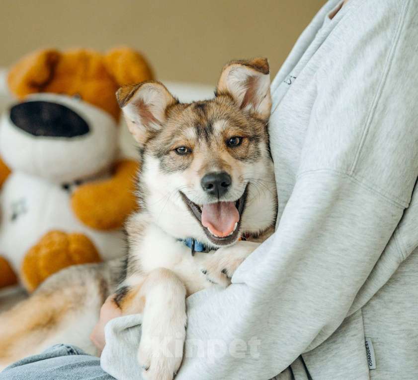 Собаки в Москве: Щенок бесплатно в Москве Девочка, Бесплатно - фото 4