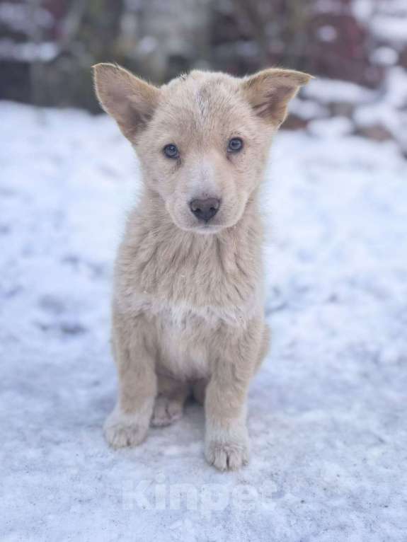 Собаки в Лосином-Петровском: Ромо якутенок ппбж  Девочка, Бесплатно - фото 4