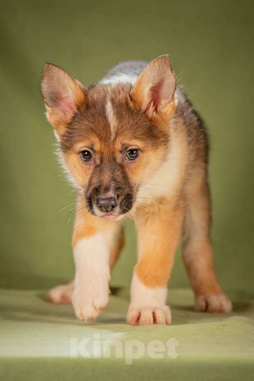 Собаки в Клине: Кешью - трепетная малышка Девочка, Бесплатно - фото 3