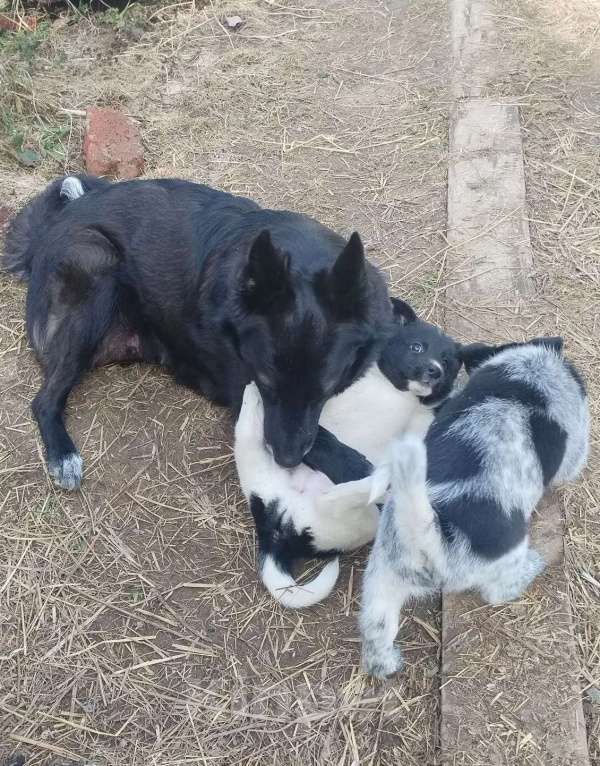 Собаки в других городах Московской области: Ищу хозяина Девочка, Бесплатно - фото 3
