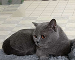 Кошки в Санкт-Петербурге: Молодая британская девочка Девочка, 10 000 руб. - фото 1