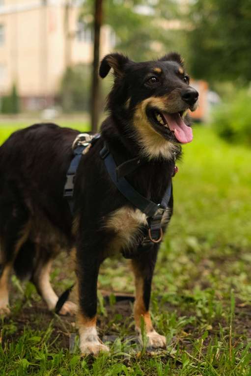 Собаки в Санкт-Петербурге: Дельта из приюта в добрые руки Девочка, Бесплатно - фото 8