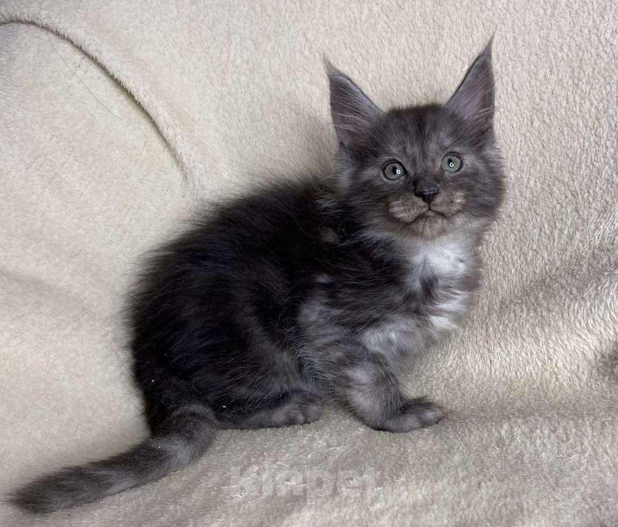 Кошки в Дмитрове: Черный дымчатый мальчик мейн кун Willian Мальчик, 40 000 руб. - фото 1