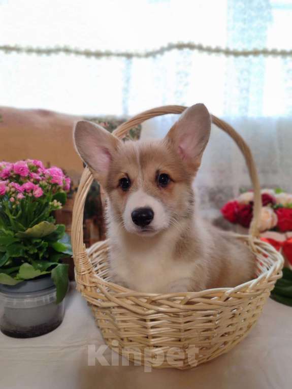 Собаки в Пересвете: Продаётся мальчишка шалунишка🥰 Мальчик, 50 000 руб. - фото 5