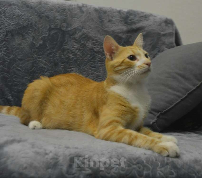 Кошки в Санкт-Петербурге: Рыженький скромный и игривый ласкуша Мальчик, Бесплатно - фото 4