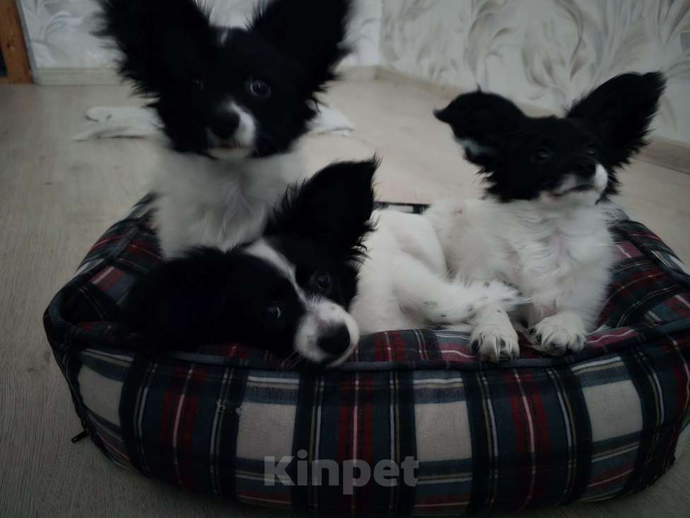 Собаки в других городах Московской области: Папильон мальчик Мальчик, 15 000 руб. - фото 1