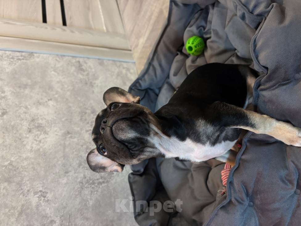 Собаки в Пензе: Девочка 3 месяца Девочка, 20 000 руб. - фото 1