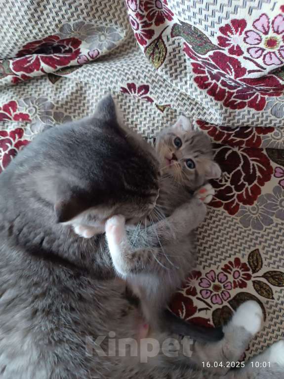 Кошки в Ижевске: Шотладские вислоухие котята Девочка, 1 000 руб. - фото 2