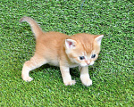Кошки в Сургуте: Шотландские котята золотые шиншиллы Мальчик, 25 000 руб. - фото 2