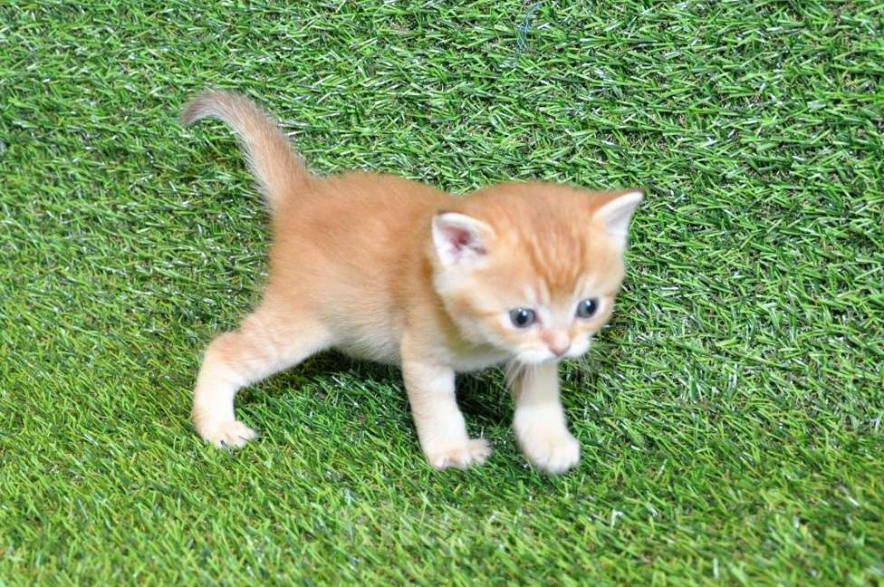 Кошки в Сургуте: Шотландские котята золотые шиншиллы Мальчик, 25 000 руб. - фото 2