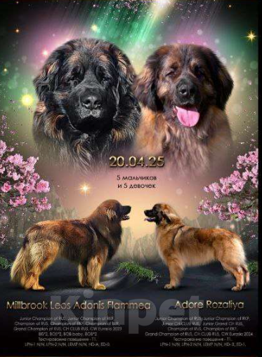 Собаки в Москве: Щенок леонбергера (мал 4 месяца) Мальчик, 120 000 руб. - фото 5