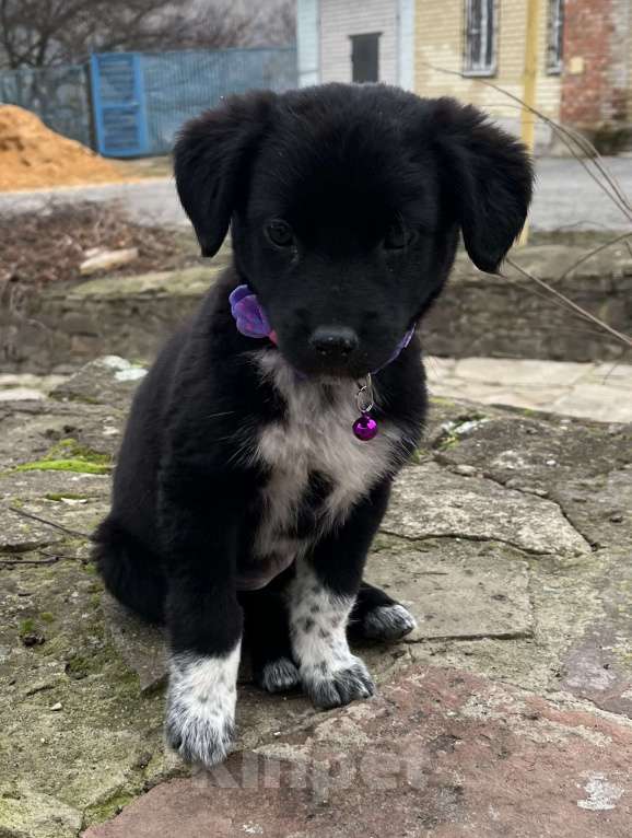 Собаки в Белом Калитве: Малышка в семью Девочка, Бесплатно - фото 4