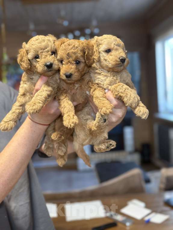 Собаки в Новосибирске: Щенок пуделя мальчик Мальчик, 60 000 руб. - фото 2