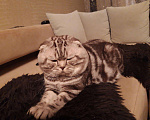 Кошки в Тольятти: Кот ждет на вязку, 2 000 руб. - фото 4