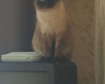 Кошки в Ливны: Тайский котик на вязку, 500 руб. - фото 1