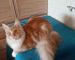 Кошки в Оленегорске: Мейн-кун кот, 25 000 руб. - фото 4