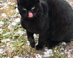 Кошки в Камызяке: Брутал-подросток 6 мес., Бесплатно - фото 3