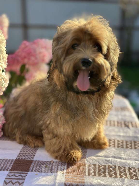 Собаки в Москве: Девочка Гаванский бишон  Девочка, 85 000 руб. - фото 1