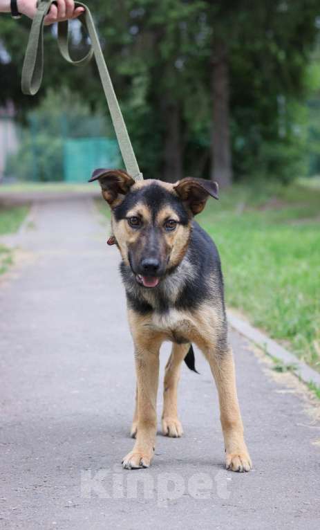 Собаки в Подольске: Щенок 8 месяцев Джесси в добрые руки  Девочка, Бесплатно - фото 2