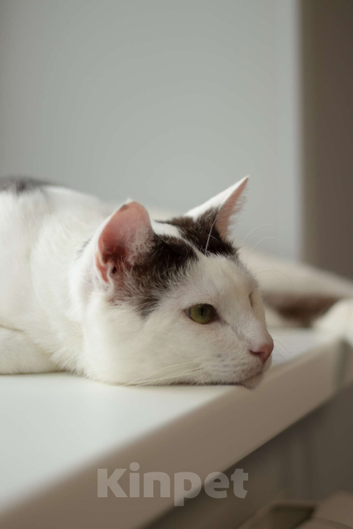 Кошки в Москве: Саввушка — будущая звезда интернета и вашей семьи! Мальчик, 888 руб. - фото 9