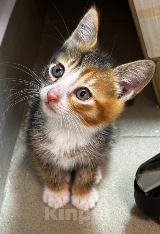 Кошки в Санкт-Петербурге: Котенок девочка в добрые руки Девочка, Бесплатно - фото 1
