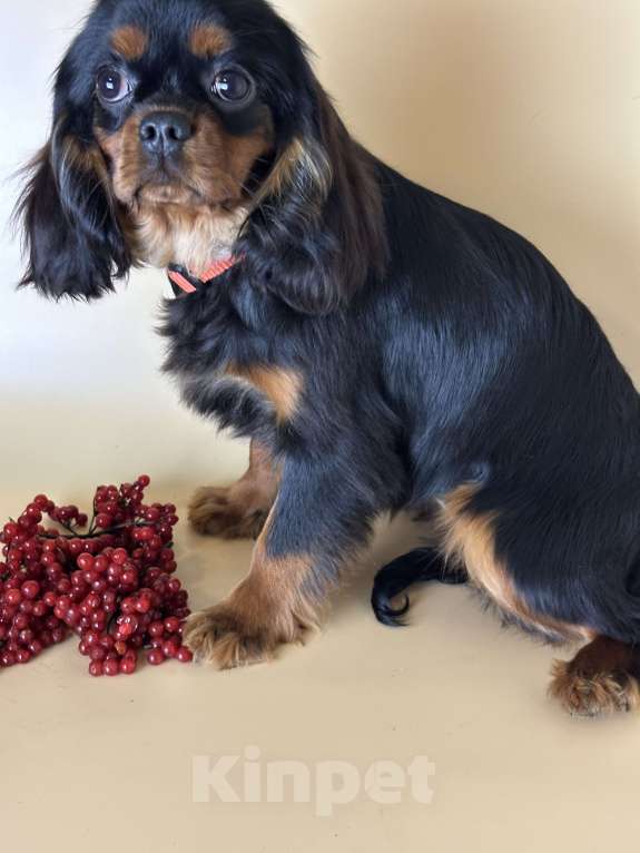 Собаки в Тамбове: Подрощенная девочка кавалер Девочка, 70 000 руб. - фото 2