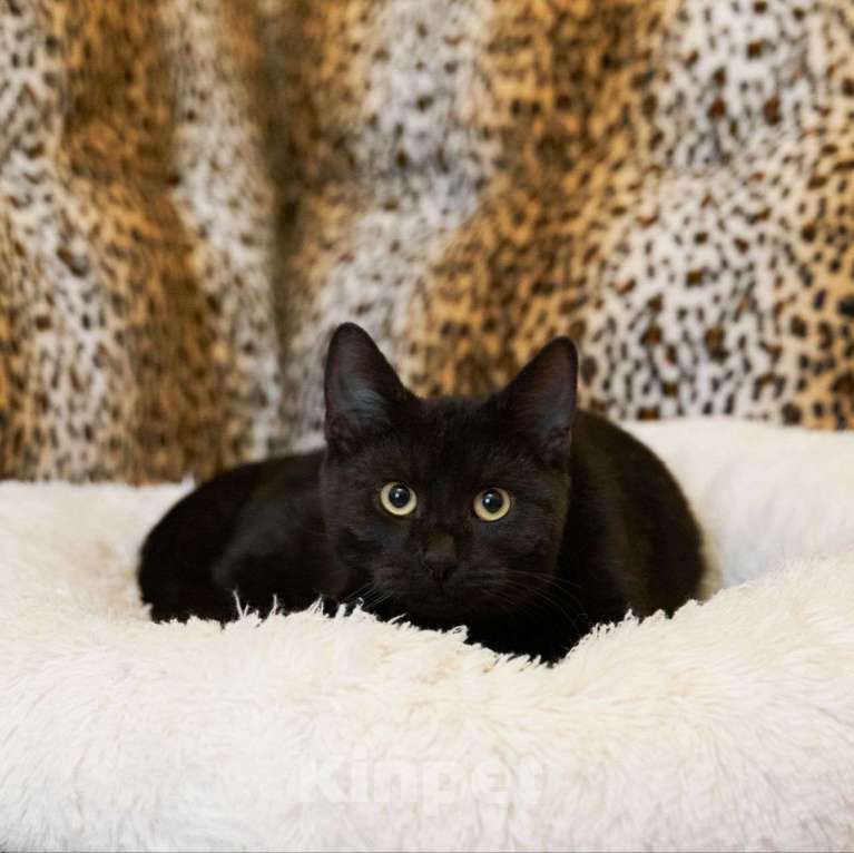 Кошки в Москве: Черного котика выкинули в подъезд 🆘️ Срочный поиск дома Мальчик, Бесплатно - фото 4