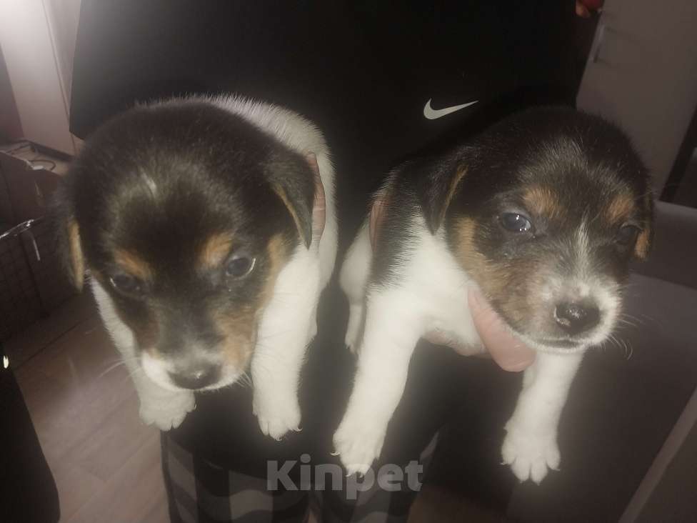 Собаки в других городах Красноярского края: Девочка Девочка, 15 000 руб. - фото 3