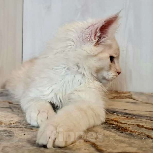 Кошки в других городах Ярославской области: Котята Мейн кун Мальчик, Бесплатно - фото 5