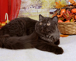 Кошки в Мурином: Британская кошечка окраса шоколад Девочка, 35 000 руб. - фото 2