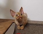 Кошки в Санкт-Петербурге: продажа котята девон-рекс Девочка, 15 000 руб. - фото 1