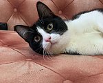 Кошки в Котельнике: Молодой маркизный котенок Стёпка Мальчик, Бесплатно - фото 5