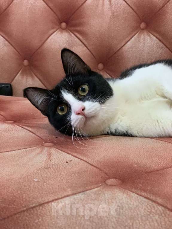 Кошки в Котельнике: Молодой маркизный котенок Стёпка Мальчик, Бесплатно - фото 5