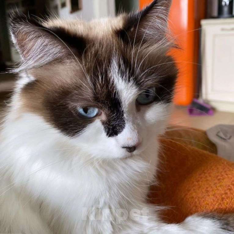 Кошки в Москве: Фиалку выкинули хозяева Девочка, Бесплатно - фото 3