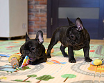 Собаки в Щелково: Французские бульдожки Мальчик, 60 000 руб. - фото 2