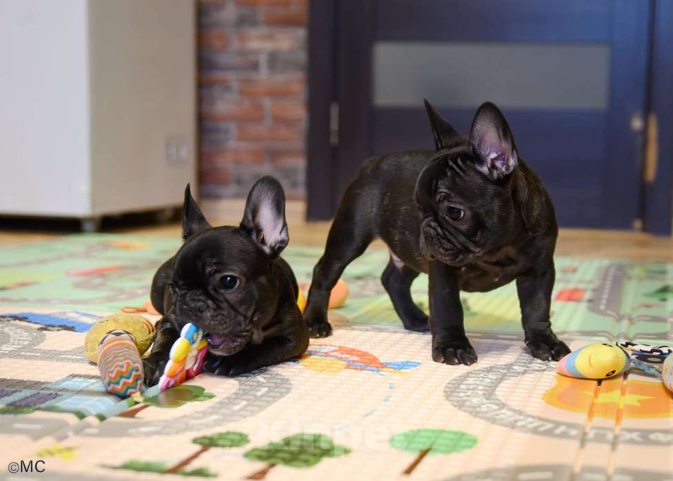 Собаки в Щелково: Французские бульдожки Мальчик, 60 000 руб. - фото 2