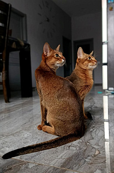 Абиссинские котята
