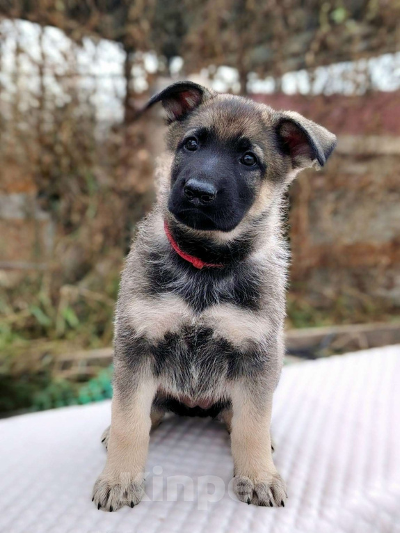 Собаки в Ижевске: продаются щенки восточноевропейской овчарки Девочка, 50 000 руб. - фото 1
