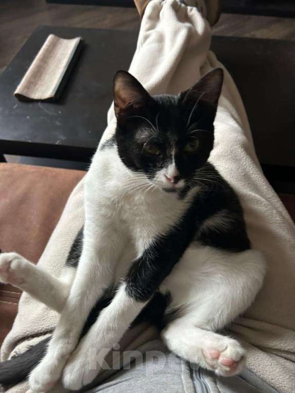 Кошки в Москве: Ватсон Обнимашкин ищет подходящего человека для совместных обниманий Мальчик, Бесплатно - фото 6