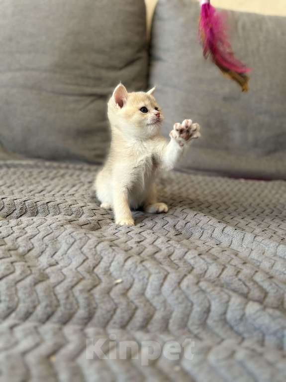 Кошки в Москве: Котенок британский девочка Девочка, 18 000 руб. - фото 3