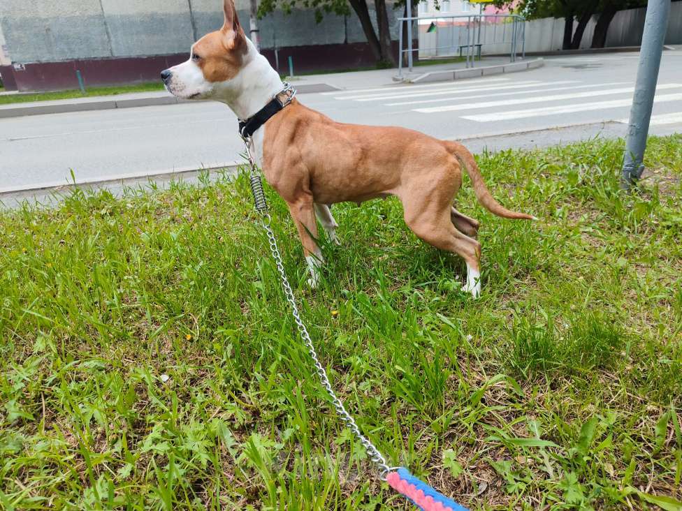 Собаки в Тюмени: Отдам в хорошие руки Девочка, 5 руб. - фото 3